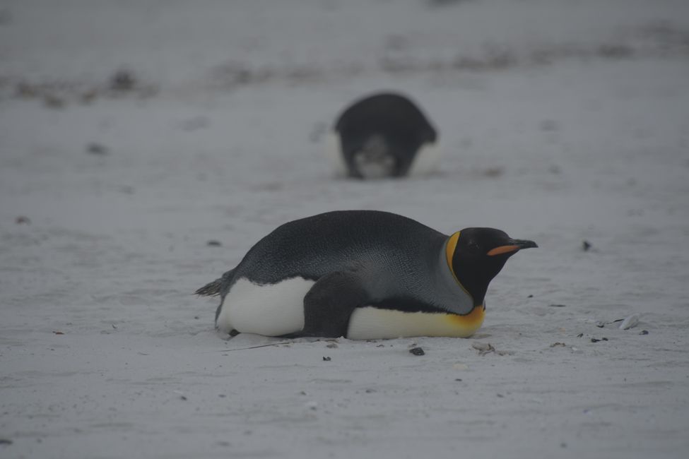 Manchots royaux / King penguins