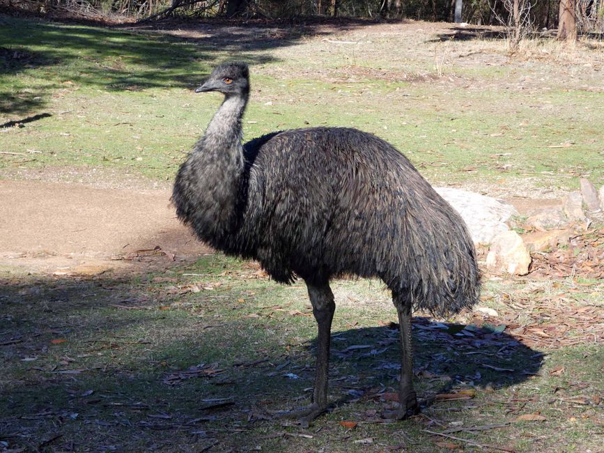 Halls Gap - Grampians-Nationalpark