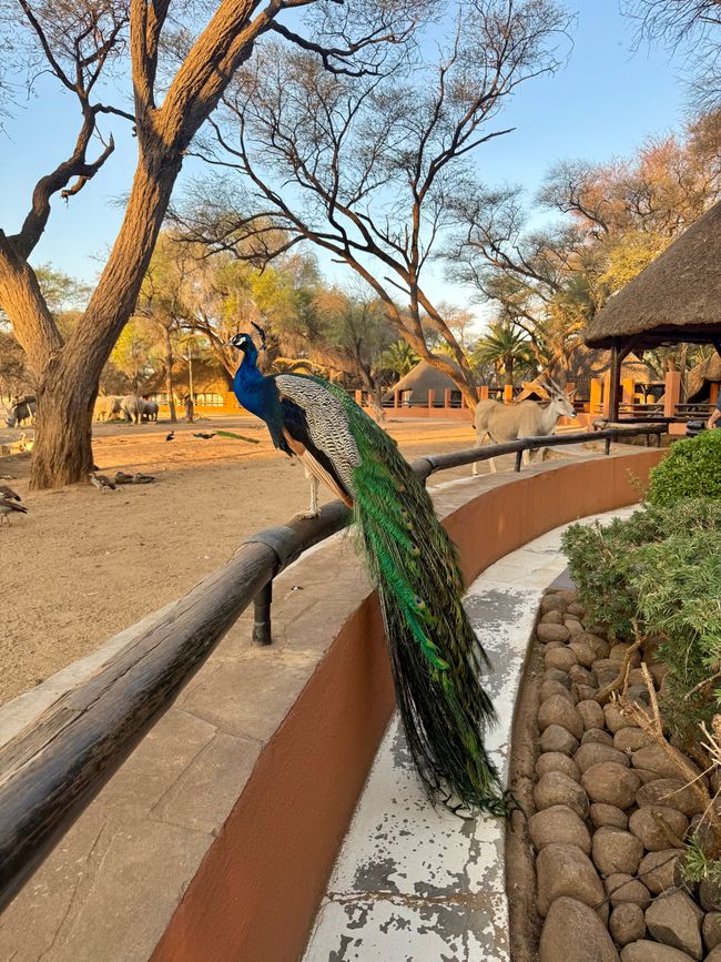 Namibia 2k25 🦓🏜️🐘