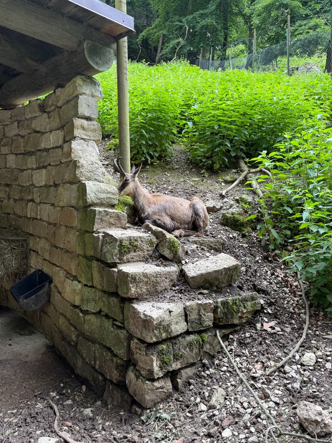📍Wildpark, Hundshaupten/ 📍Wildlife Park, Hundshaupten