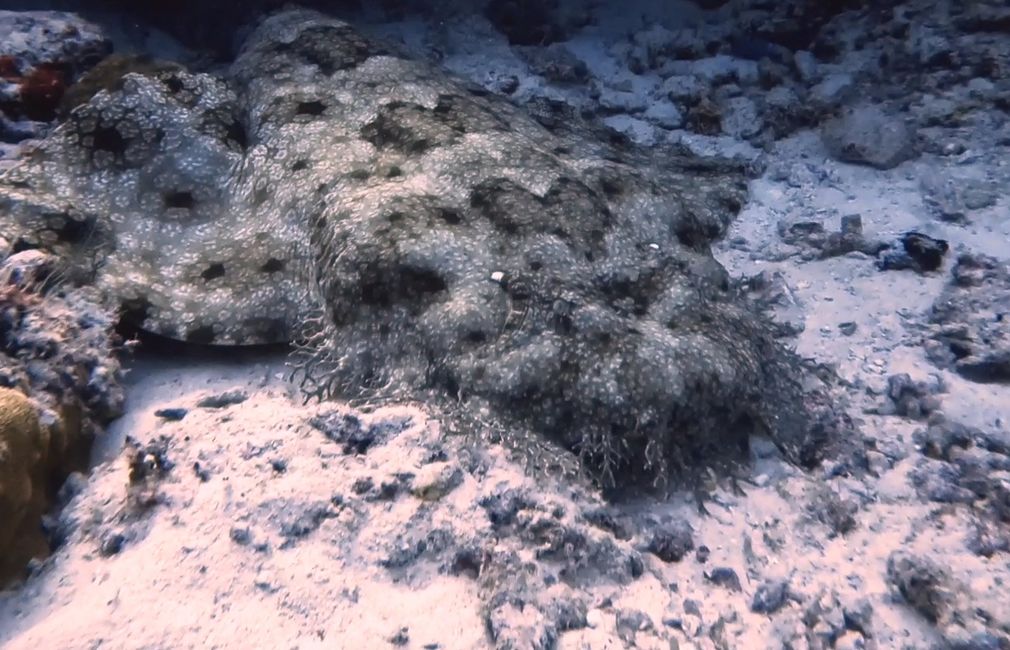 Travis auf Tauchsafari in Raja Ampat