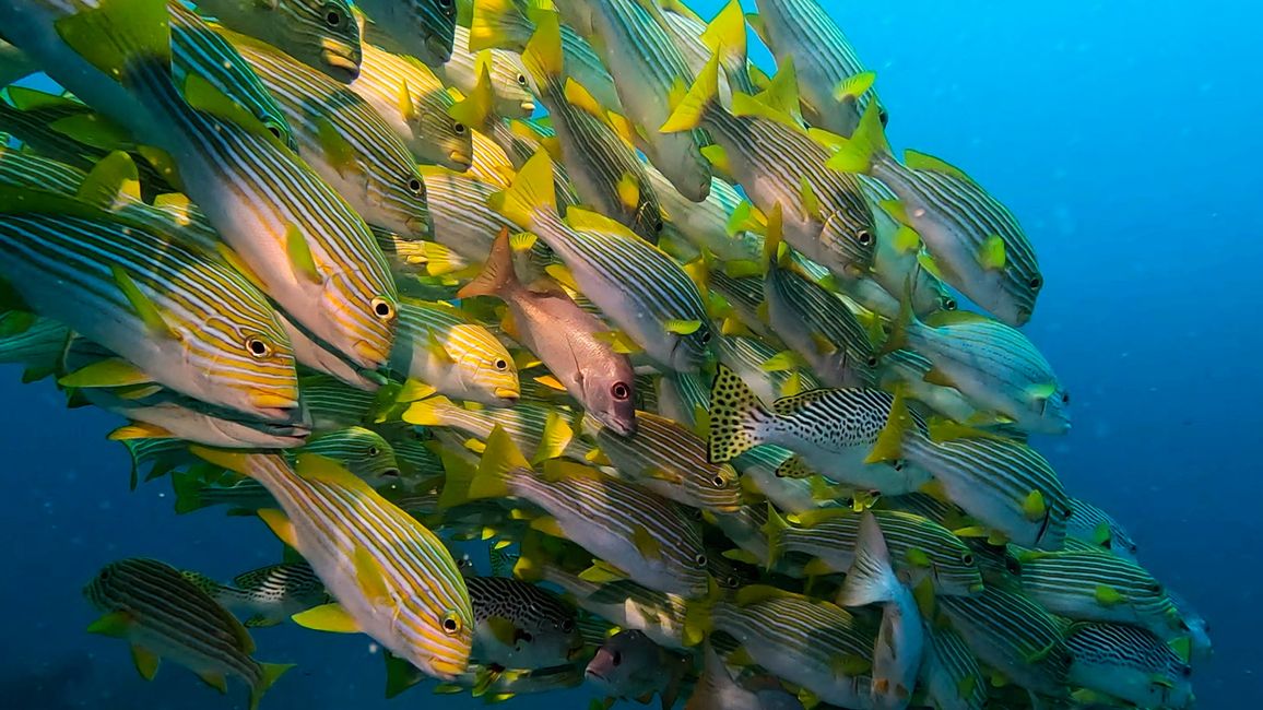 Travis auf Tauchsafari in Raja Ampat