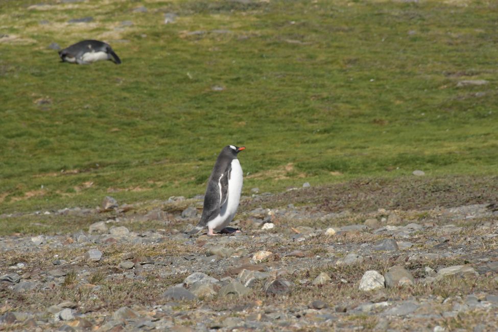 Königspinguine / King penguins