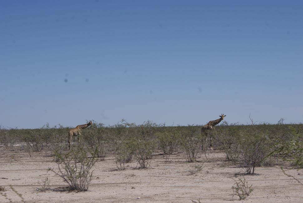 Etosha