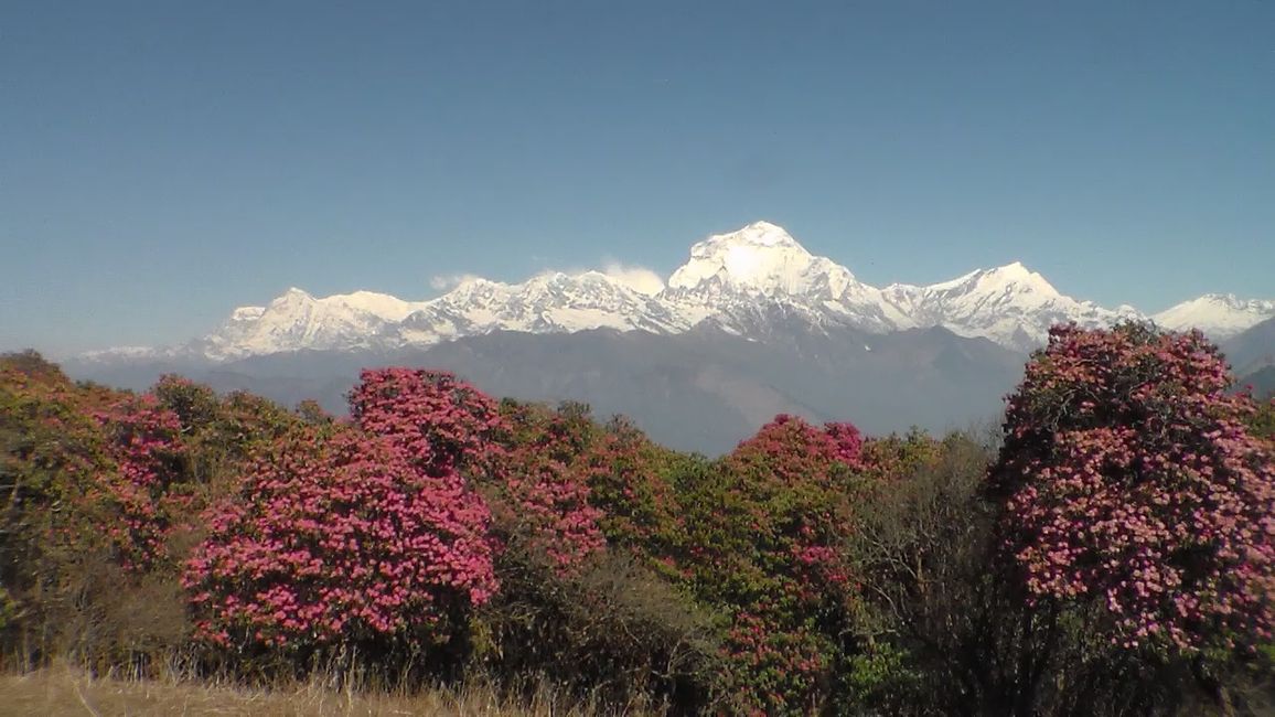 Hello Nepal