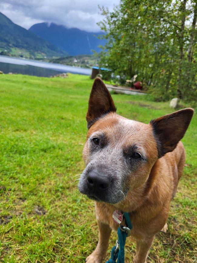 Tag 9 und 10 - Oh ein Fjord! Ulvik am Eidfjord