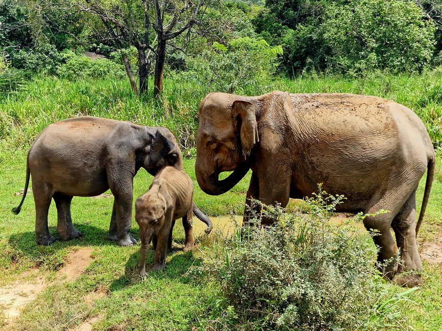 Hurulu Eco Park