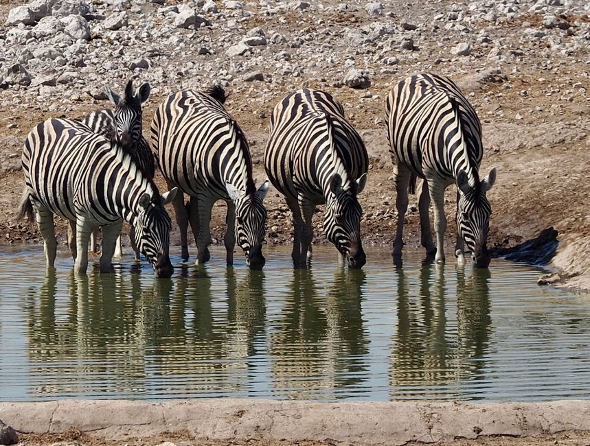 2. Day: Etosha National Park