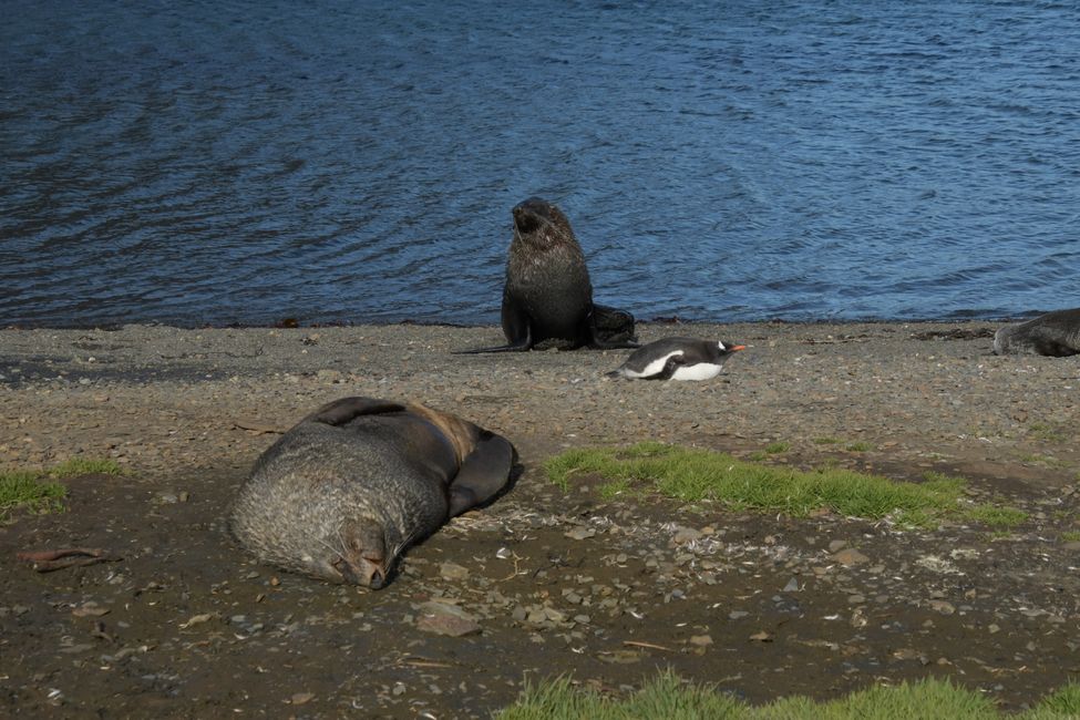Eselspinguin und Seebären / Gentoo penguin and Fur seals