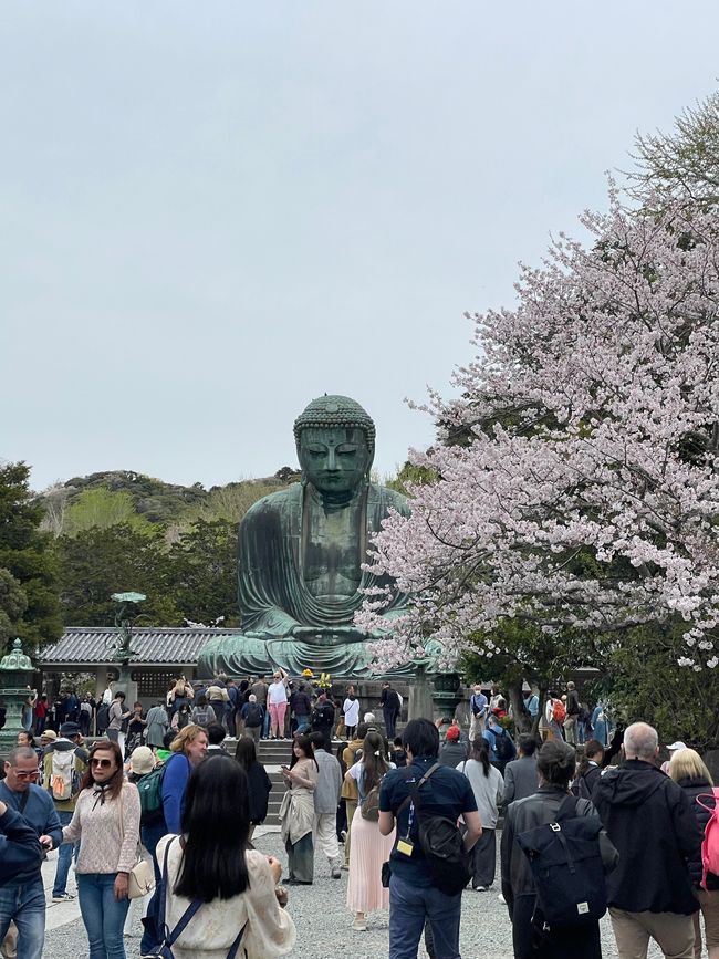 Kamakura-Daibutsu Buddha