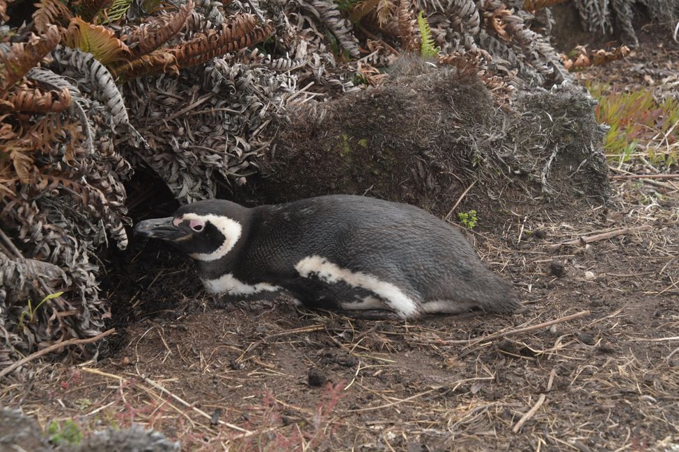 Manchot de Magellan / Magellan penguin