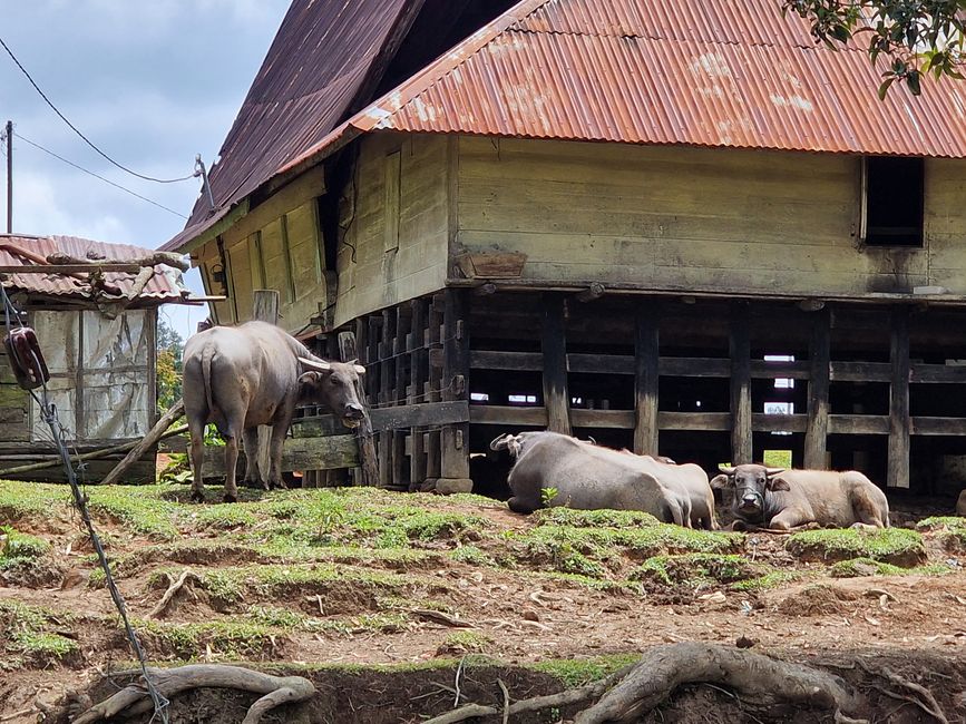 Horas, Danau Toba und ein Wiedersehen nach 34 Jahren