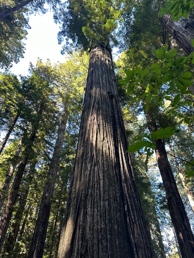 North Californian redwoods