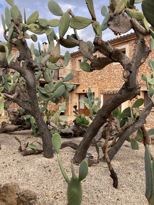 Airport BER- Drogendealerin enttarnt