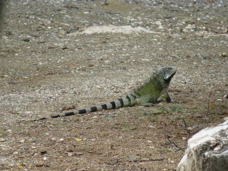 Iguane