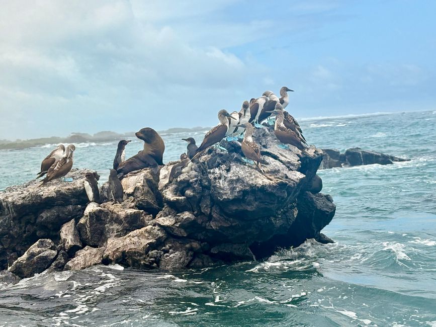 Isabela (Galápagos)