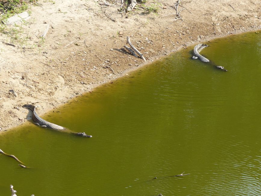 Brasilien, Durch das Pantanal