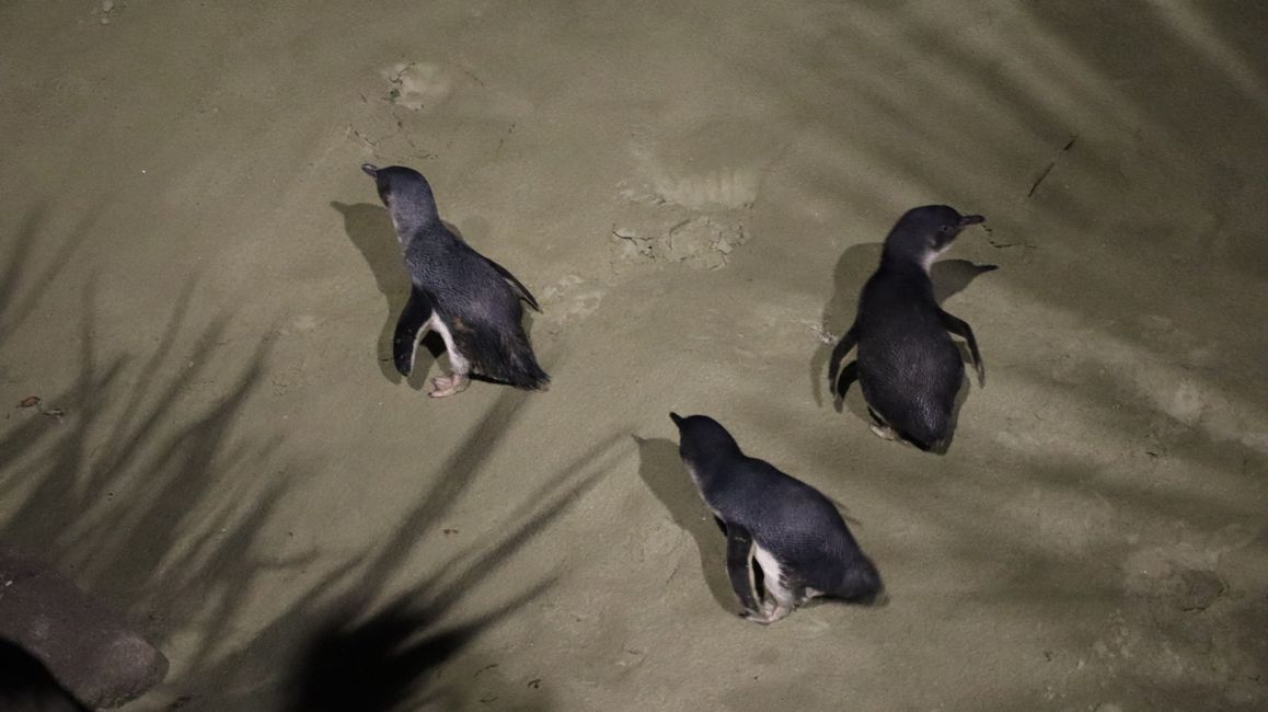 Pequeño Pingüino Azul