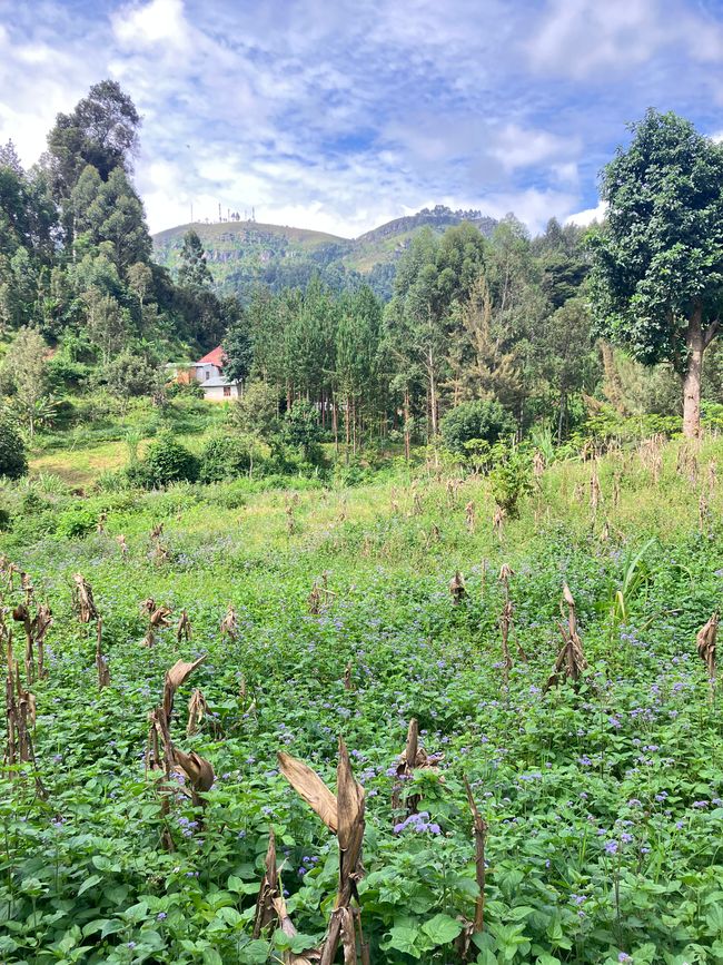 En las Montañas Usambara
