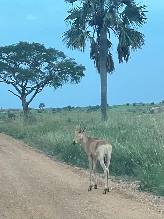 Nationalpark Murchison Falls