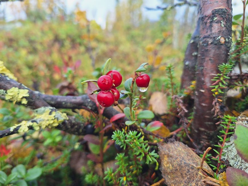 Preiselbeeren