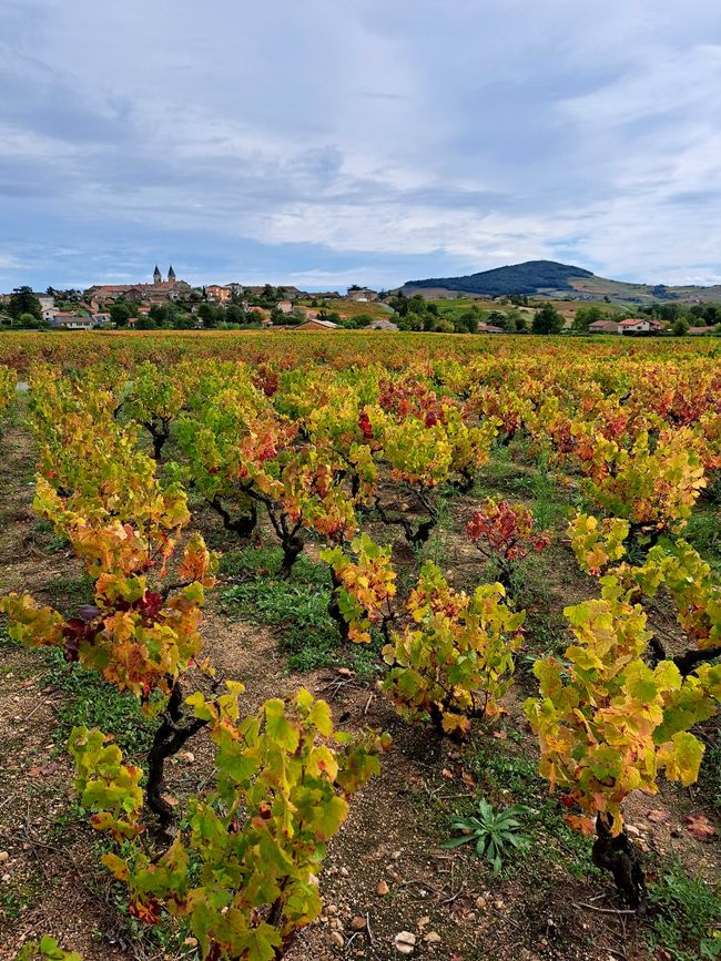 View of Fleurie