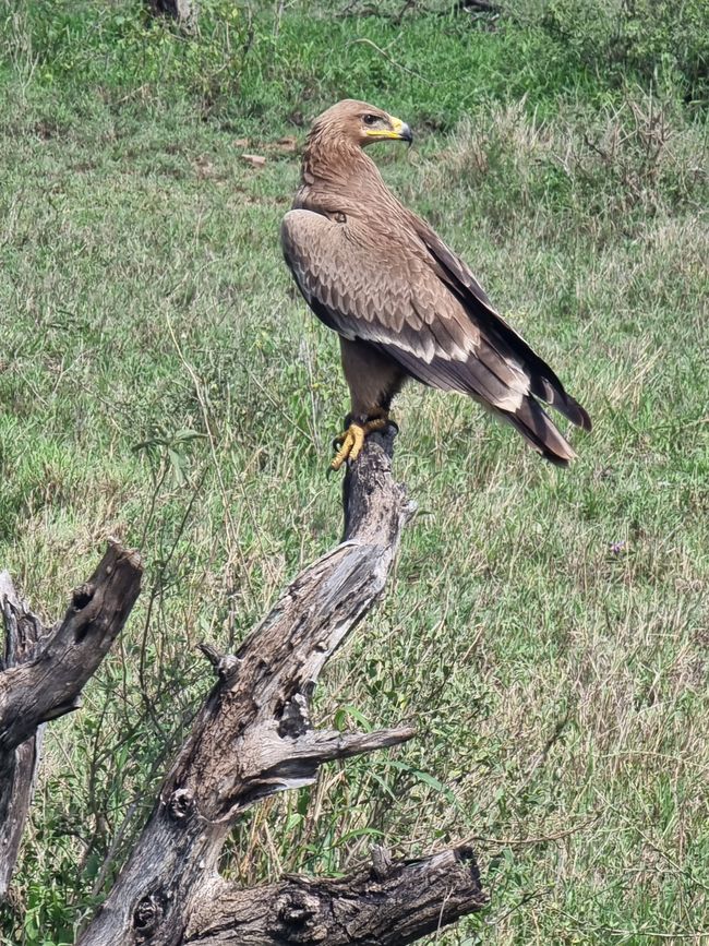 Tansania - Tag 6: Serengeti Nationalpark