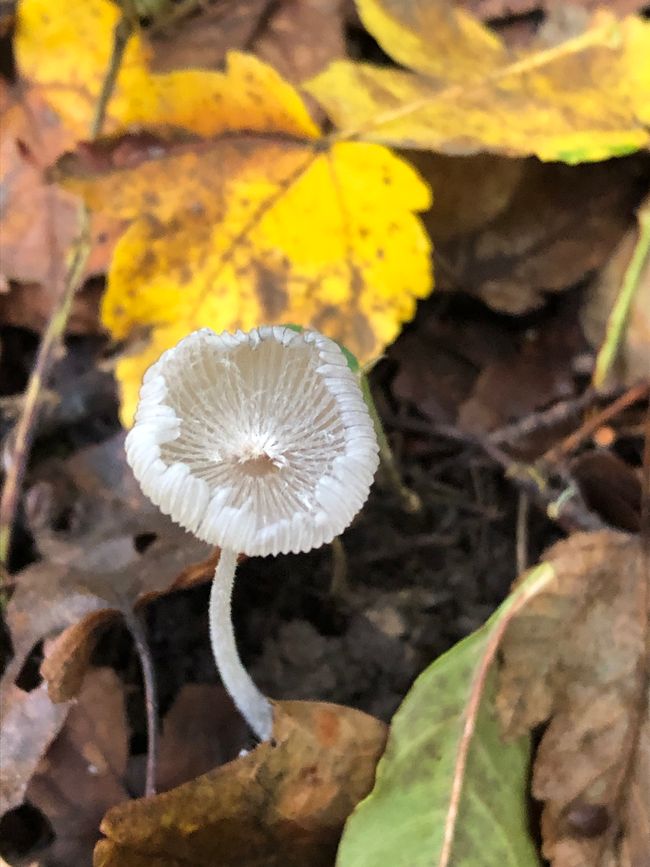 Seltsame Pilze im Wald