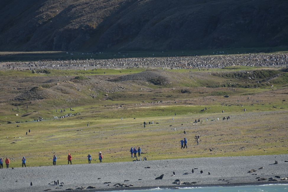 Königspinguin-Kolonie / King penguin colony