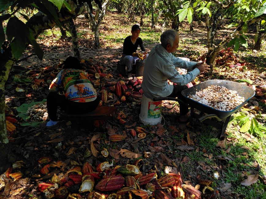 Shining beetles, green oranges, and other peculiarities: My last days in the Peruvian Selva