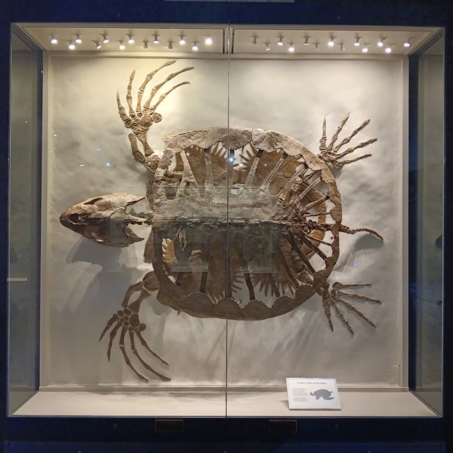 Museum of natural history I