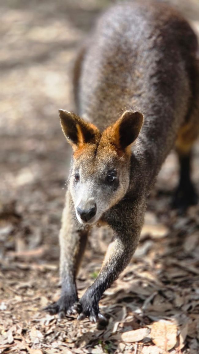On Kangaroo Island