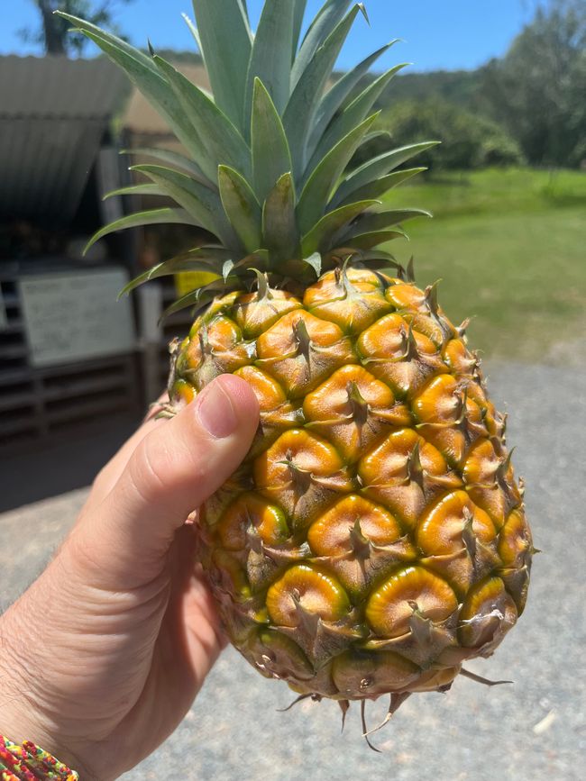 Der Fahrer Garry – und die süßeste Ananas meines Lebens