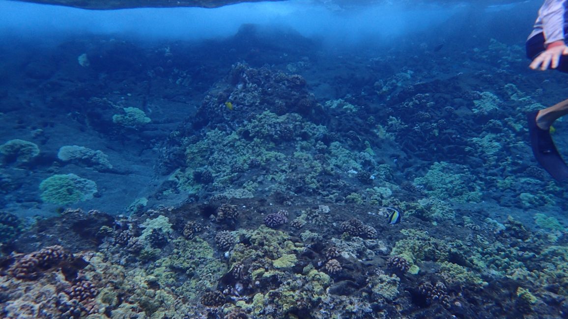 … or hiding near the corals. Surf at the rocks.