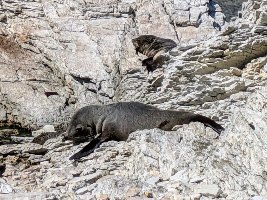 „Animal Watching“ in Kaikoura – Part Two (Seals, No Whales & Dolphins? - but Sheeps!)