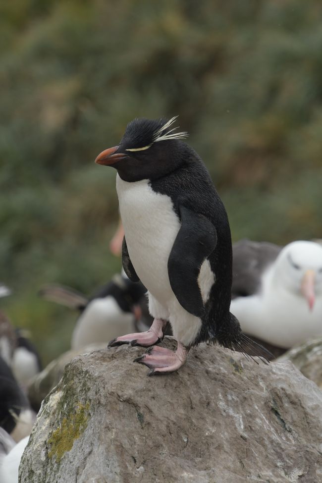 Felsenpinguin / Rockhopper penguin