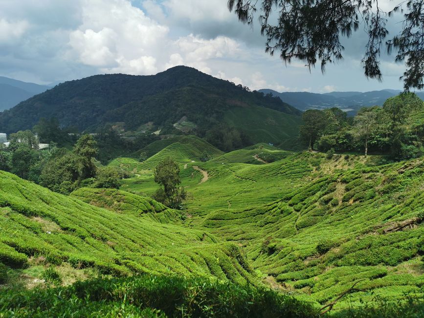 Plantaciones de té, hasta donde alcanza la vista ...