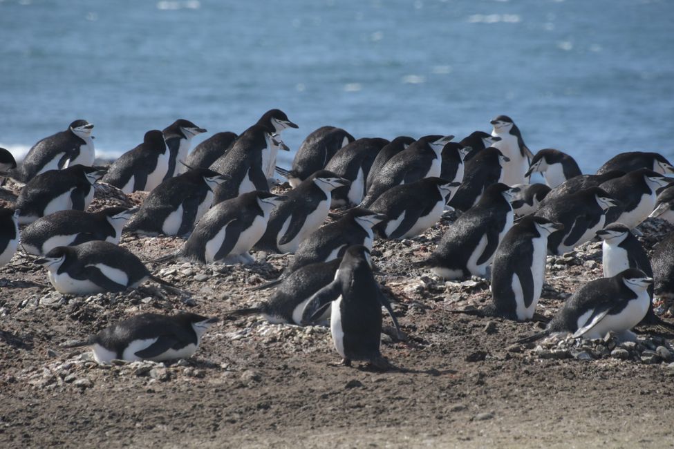 Zügelpinguine / Chinstrap penguins