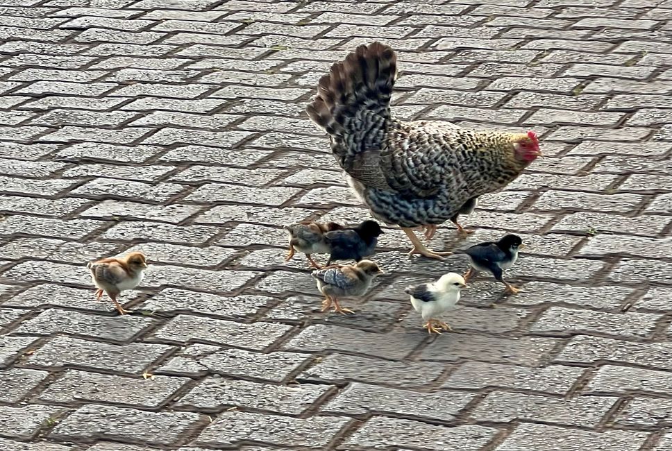 und auch das ist normal - frei laufende Hühner auf den Straßen 