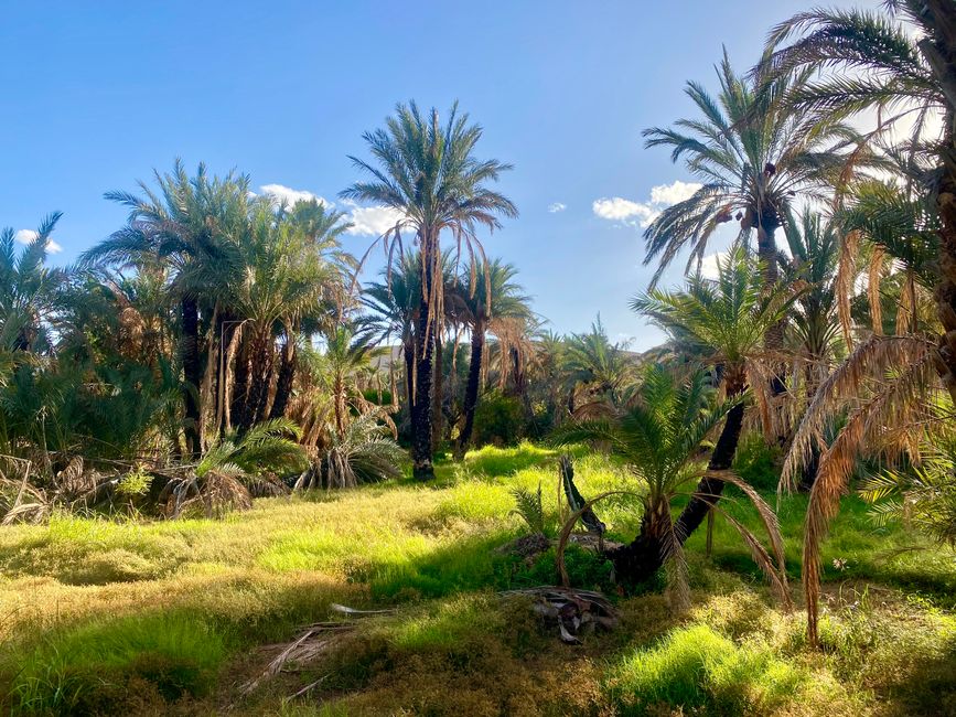 In the date palm oasis...