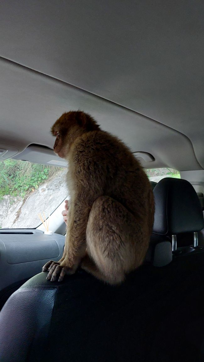 Besuch im Auto