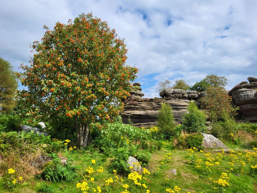 Brimham Rocks