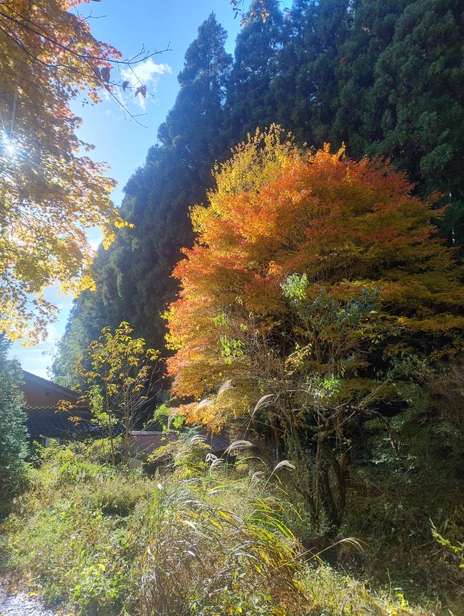 Bosque de otoño 1