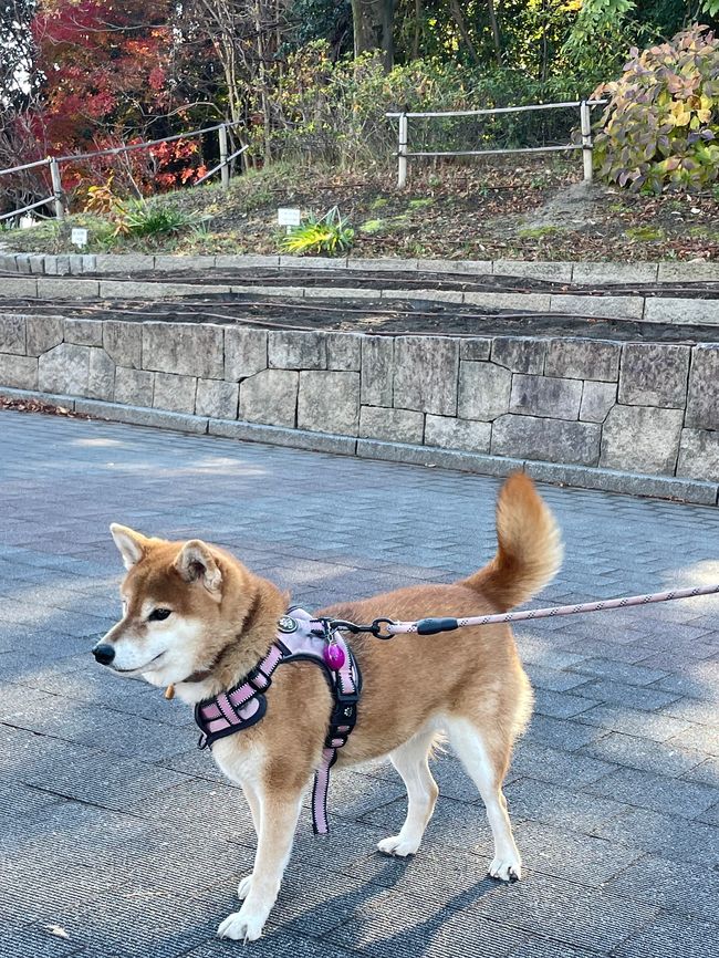 Shiba❤️