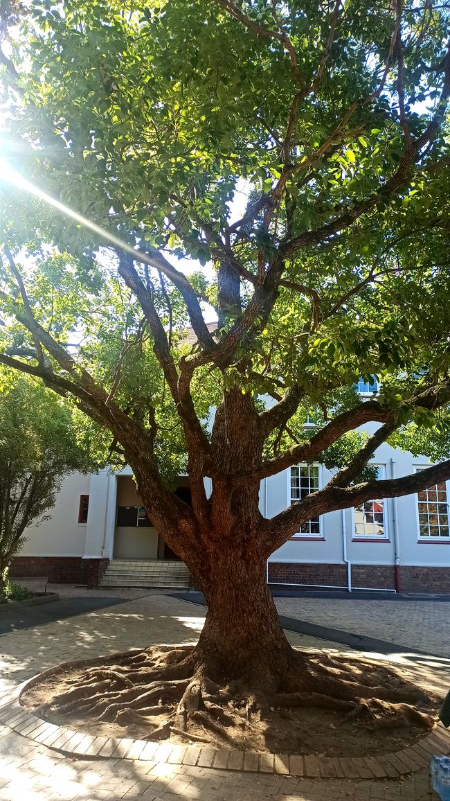 South Africa Day 2 - A successful day in Stellenbosch