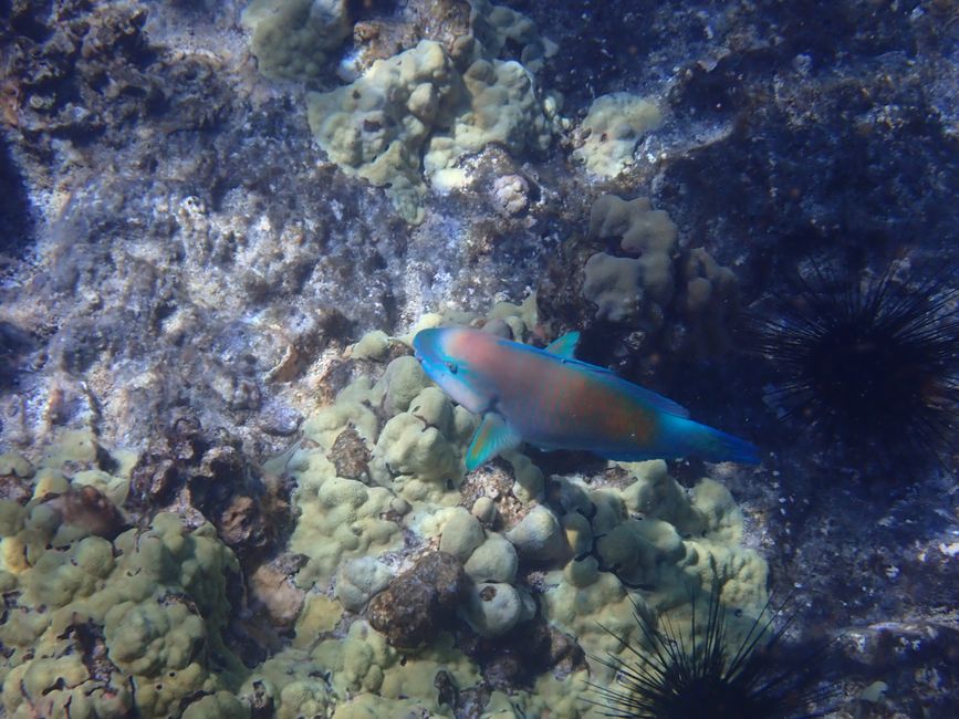 Snorkeling à Molokini - Poisson-perroquet