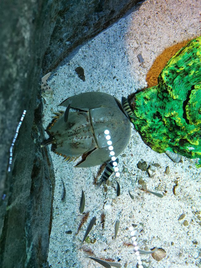 .. ensuite direction l'Aquaria KLCC ...