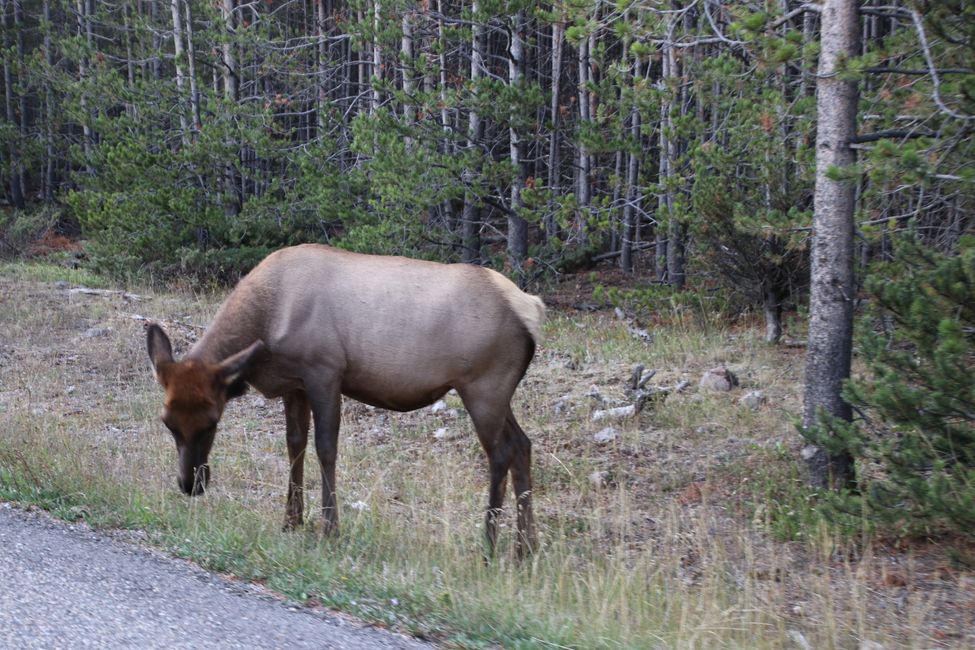 Cow moose