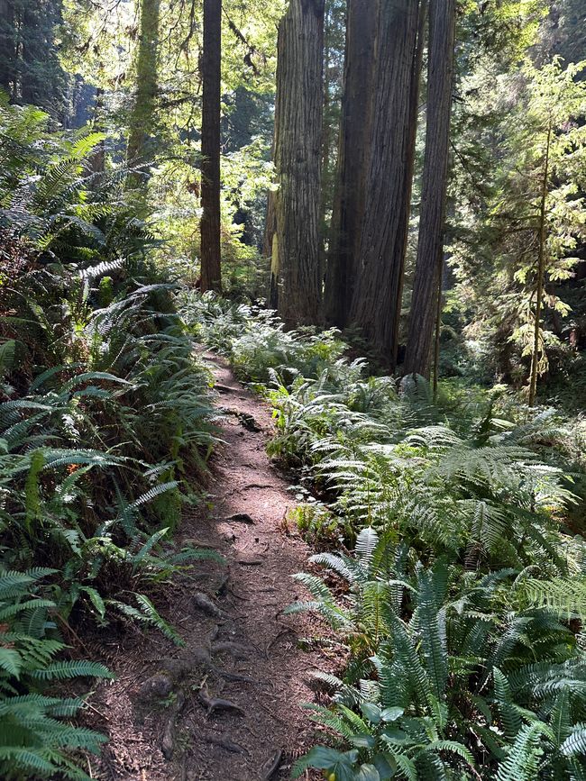 North Californian redwoods