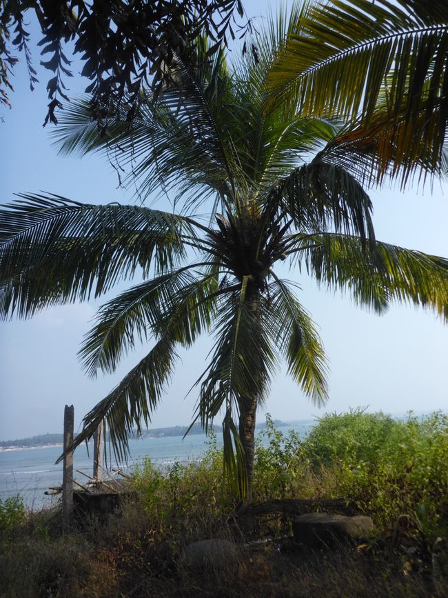 Un endroit sous les palmiers